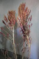 Quinoa