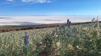 Uyuni Salzsee