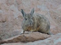 Viscacha