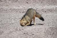 Wüstenfuchs