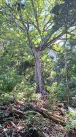 Wanderung im Amboro Nationalpark mit Guide Rocky