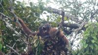 114. Semenggoh Wildlife Centre - Orang Utans