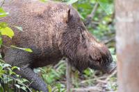 Kalimantan Bartschwein