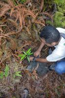 Kalimantan Baumpflanzung