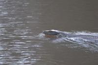 Kalimantan Bengalwaran