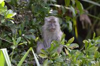 Kalimantan Javaneraffe 2