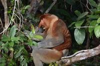 Kalimantan Nasenaffe 5