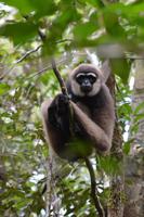 Kalimantan Weißbart Gibbon
