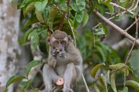 Kinabatagan Javaneraffe