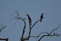 Kinabatagan Malabar Hornvogel