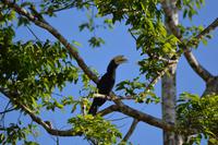 Kinabatagan Schwarzer Hornvogel