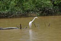 Kinabatagan Silberreiher