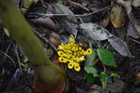 Sabah Ingwergewächs