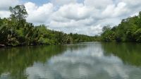 24. Mangroven im Kuching Wetlands Nationalpark