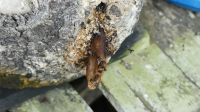 34. Besuch des Dorfs Salak - Stingless Bees