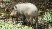 65. Bako Nationalpark - Wildes Schwein