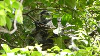 68. Bako Nationalpark - Silberner Haubenlangur