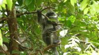 69. Bako Nationalpark - Silberner Haubenlangur