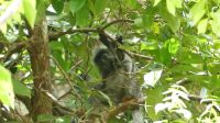70. Bako Nationalpark - Silberner Haubenlangur