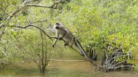 100. Bako Nationalpark - Langschwanzmakak
