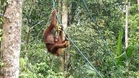 121. Semenggoh Wildlife Centre - Orang Utans