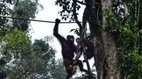 122. Semenggoh Wildlife Centre - Orang Utans