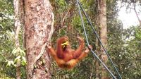 123. Semenggoh Wildlife Centre - Orang Utans