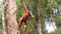 124. Semenggoh Wildlife Centre - Orang Utans
