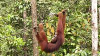 125. Semenggoh Wildlife Centre - Orang Utans