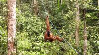 126. Semenggoh Wildlife Centre - Orang Utans