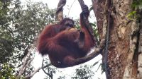 127. Semenggoh Wildlife Centre - Orang Utans