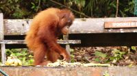 128. Semenggoh Wildlife Centre - Orang Utans
