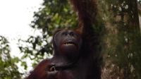 129. Semenggoh Wildlife Centre - Orang Utans