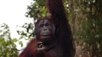 130. Semenggoh Wildlife Centre - Orang Utans