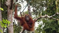 133. Semenggoh Wildlife Centre - Orang Utans