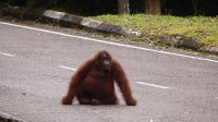 135. Semenggoh Wildlife Centre - Orang Utans