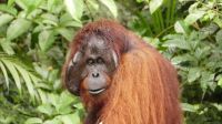 137. Semenggoh Wildlife Centre - Orang Utans