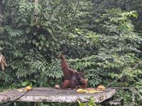 138. Semenggoh Wildlife Centre - Orang Utans