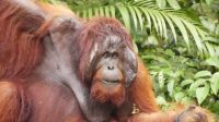 139. Semenggoh Wildlife Centre - Orang Utans