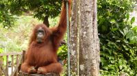 142. Semenggoh Wildlife Centre - Orang Utans