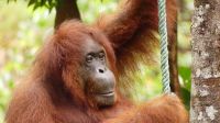 143. Semenggoh Wildlife Centre - Orang Utans