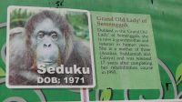 144. Semenggoh Wildlife Centre - Orang Utans