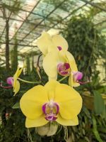 151. Spaziergang zum Orchideengarten Kuching