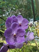 153. Spaziergang zum Orchideengarten Kuching