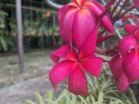 154. Spaziergang zum Orchideengarten Kuching