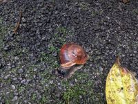 187. Mulu Nationalpark