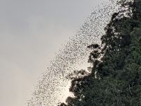 191. Mulu Nationalpark - Naturschauspiel mit Fledermäusen