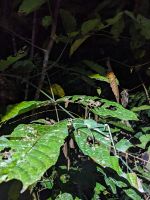 193. Mulu Nationalpark - Nachtwanderung