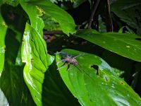 194. Mulu Nationalpark - Nachtwanderung