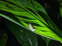 195. Mulu Nationalpark - Nachtwanderung